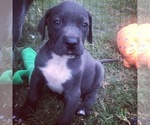 Small Photo #8 Great Dane Puppy For Sale in KERSHAW, SC, USA