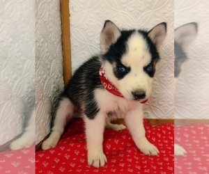 Siberian Husky Puppy for sale in MOUNT AYR, IA, USA