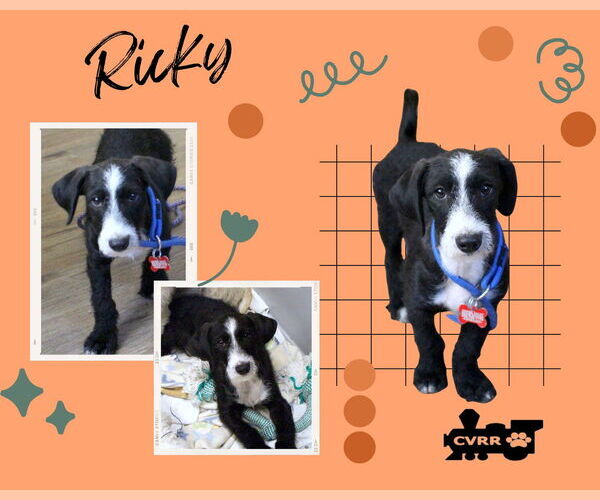 Medium Photo #1 Mutt Puppy For Sale in Lindsay, CA, USA