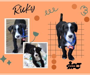 Mutt Dogs for adoption in Lindsay, CA, USA