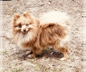 Father of the Chiranian puppies born on 07/22/2025