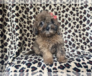 ShihPoo Puppy for sale in LAKELAND, FL, USA