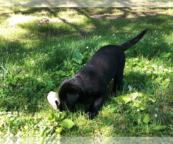 Medium Photo #6 Labrador Retriever Puppy For Sale in FRUITPORT, MI, USA