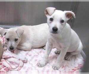 Shepradors Dogs for adoption in Orange, CA, USA