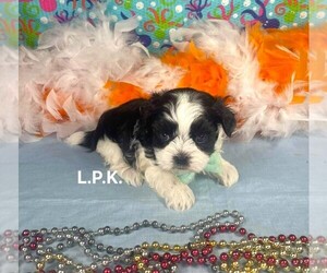 Mal-Shi Puppy for sale in WINNSBORO, LA, USA