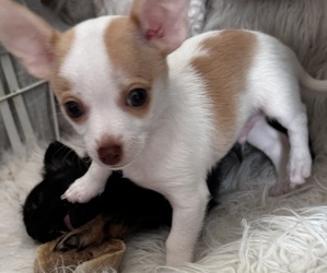 Chipin Puppy for sale in PULLMAN, WA, USA