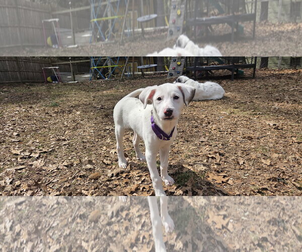Medium Photo #4 Great Pyrenees-Unknown Mix Puppy For Sale in pomfret, CT, USA