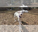 Small #3 Great Pyrenees Mix