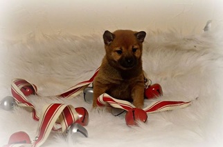 Shiba Inu Puppy for sale in WEST BROOKFIELD, MA, USA