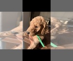 Small Photo #3 Golden Retriever-Goldendoodle Mix Puppy For Sale in CORRAL DE TIERRA, CA, USA
