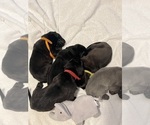 Small Photo #4 Great Dane Puppy For Sale in BELLEVUE, WA, USA