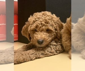 Goldendoodle Puppy for sale in MOUNT PLEASANT, SC, USA