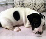 Small #1 Basset Hound Mix