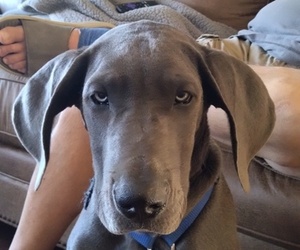 Great Dane Puppy for sale in LOUISA, KY, USA