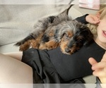 Small Photo #7 Aussiedoodle Miniature  Puppy For Sale in ACWORTH, GA, USA