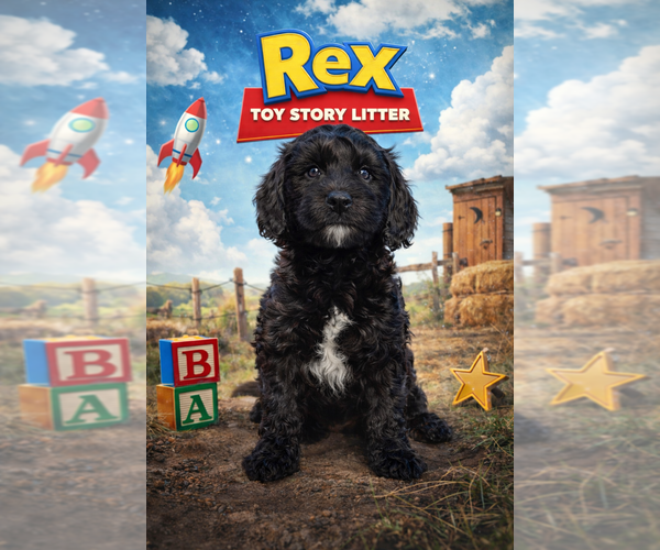 Medium Photo #1 Cavapoo (Miniature)-Saint Berdoodle Mix Puppy For Sale in MILLVILLE, MN, USA