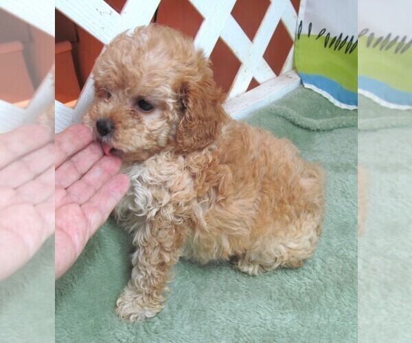 Medium Photo #4 Cavapoo Puppy For Sale in RATTAN, OK, USA