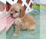 Small #3 Cavapoo