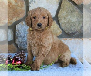 Goldendoodle-Poodle (Standard) Mix Puppy for sale in KINZERS, PA, USA