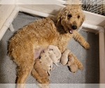 Small Photo #2 Goldendoodle Puppy For Sale in AIKEN, SC, USA