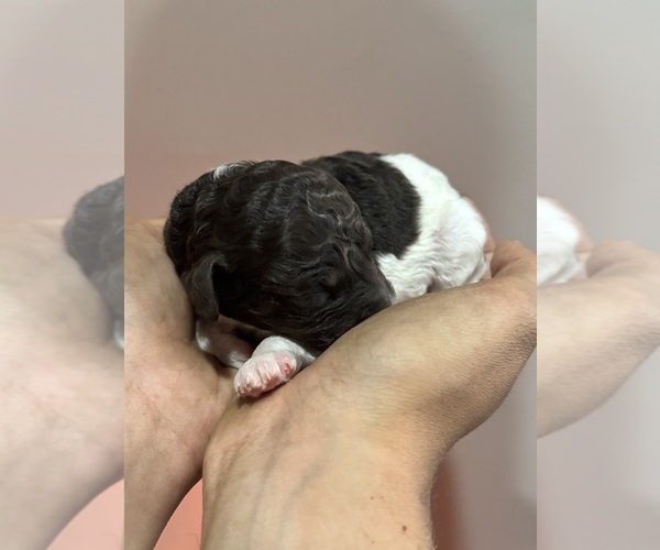 Medium Photo #3 Poodle (Standard) Puppy For Sale in LONGMONT, CO, USA