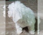 Small Photo #4 Bichon Frise Puppy For Sale in STAFFORD SPRINGS, CT, USA
