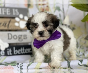 Shih-Poo Puppy for sale in LANCASTER, PA, USA