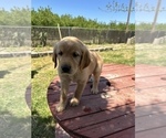 Small Photo #3 Golden Retriever Puppy For Sale in MADERA, CA, USA