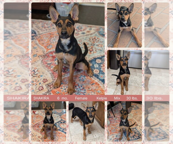 Medium Photo #2 Australian Kelpie-Unknown Mix Puppy For Sale in Mesa, AZ, USA