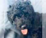 Puppy 4 Goldendoodle (Miniature)