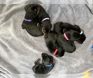 Doberman Pinscher Puppy for sale in GREENEVILLE, TN, USA