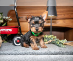 Small Photo #3 Yorkshire Terrier Puppy For Sale in NAPPANEE, IN, USA