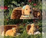 Puppy Puppy 1 Golden Retriever