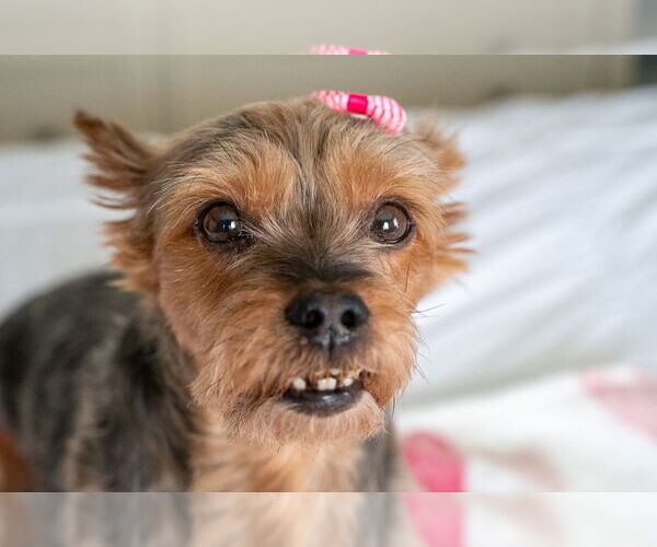 Medium Photo #4 Mutt Puppy For Sale in Mundelein, IL, USA