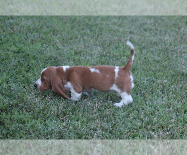 Medium Photo #35 Basset Hound Puppy For Sale in MEMPHIS, MO, USA