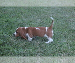 Small Photo #35 Basset Hound Puppy For Sale in MEMPHIS, MO, USA