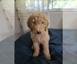 Puppy 1 Goldendoodle