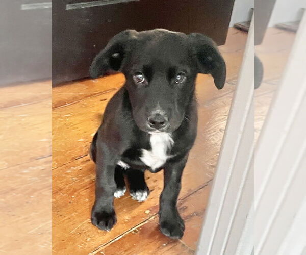 Medium Photo #1 Labrador Retriever-Unknown Mix Puppy For Sale in Brewster, NY, USA