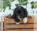 Small #4 Cavapoo (Miniature)