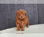 Small Photo #7 Poodle (Toy) Puppy For Sale in LOS ANGELES, CA, USA