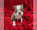 Puppy Pending Bubba Boston Terrier