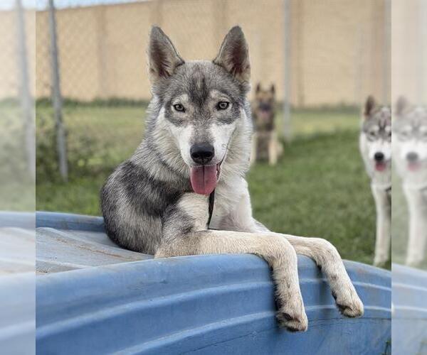 Medium Photo #1 Siberian Husky-Unknown Mix Puppy For Sale in Modesto, CA, USA