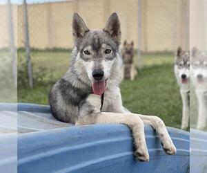 Siberian Husky-Unknown Mix Dogs for adoption in Modesto, CA, USA