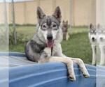 Small Siberian Husky Mix
