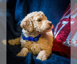 Goldendoodle Puppy for Sale in WAKARUSA, Indiana USA
