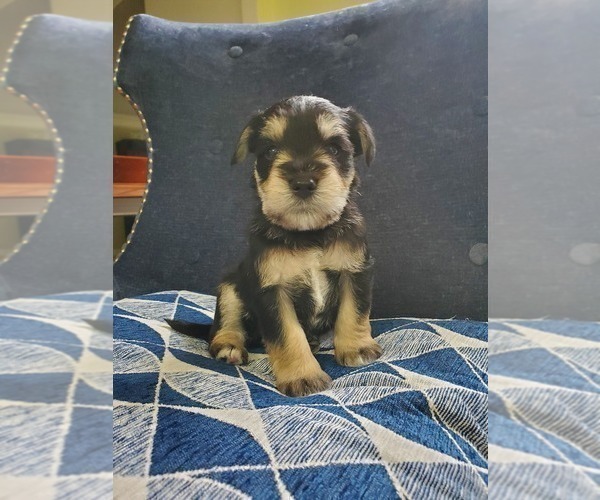 Medium Photo #14 Schnauzer (Miniature) Puppy For Sale in LEESBURG, VA, USA
