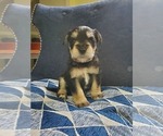 Small Photo #14 Schnauzer (Miniature) Puppy For Sale in LEESBURG, VA, USA