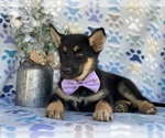 Small Photo #4 German Shepherd Dog-Siberian Husky Mix Puppy For Sale in LANCASTER, PA, USA