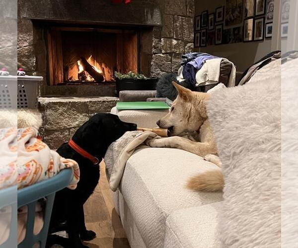 Medium Photo #4 Akita-Siberian Husky Mix Puppy For Sale in Incline Village, NV, USA