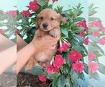 Puppy 5 Cardigan Welsh Corgi-Dachshund Mix